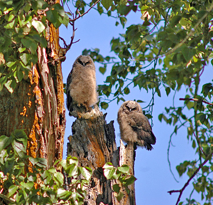 Biodiversity Centre for Wildlife Studies