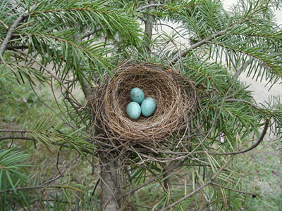 bc nest record scheme